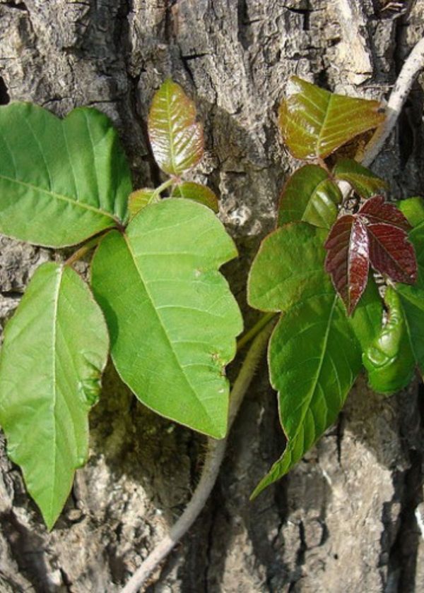 Avoiding Poison Ivy: How to Stay Safe in the Woods